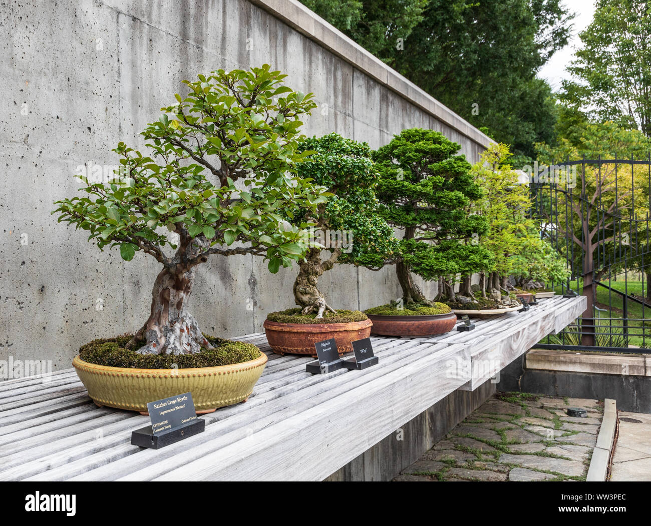 ASHEVILLE, NC, USA-26 AUG 2019: A row of bonsai trees in the North Carolina Arboretum. Stock Photo