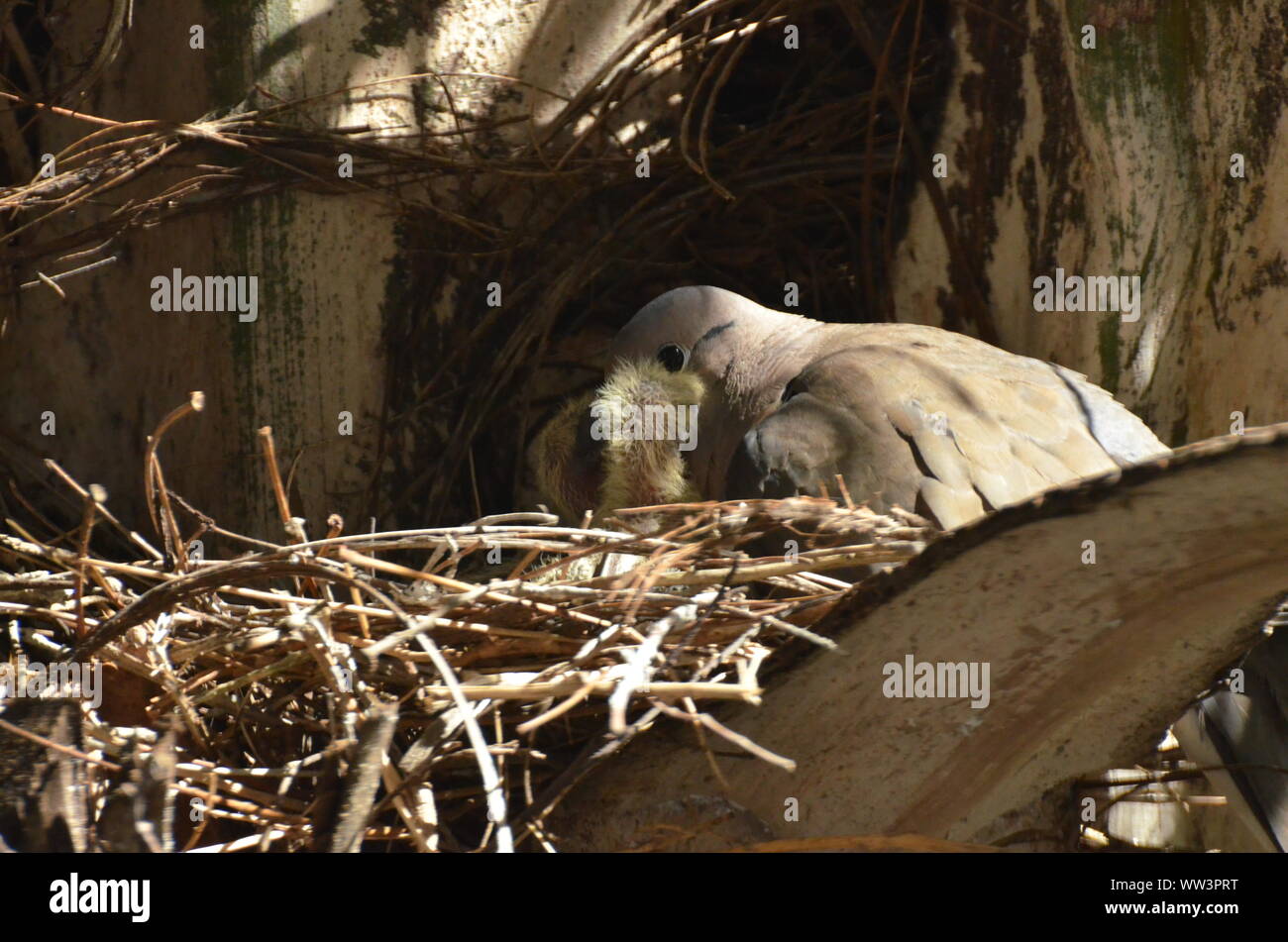 Bird nurturing and feeding baby birds Stock Photo Alamy
