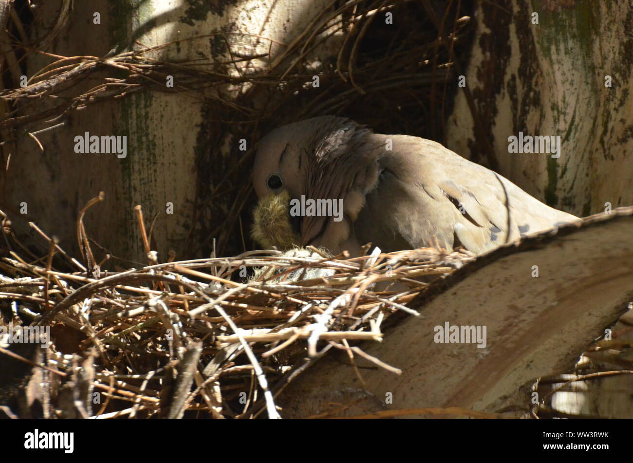 Bird nurturing and feeding baby birds Stock Photo Alamy