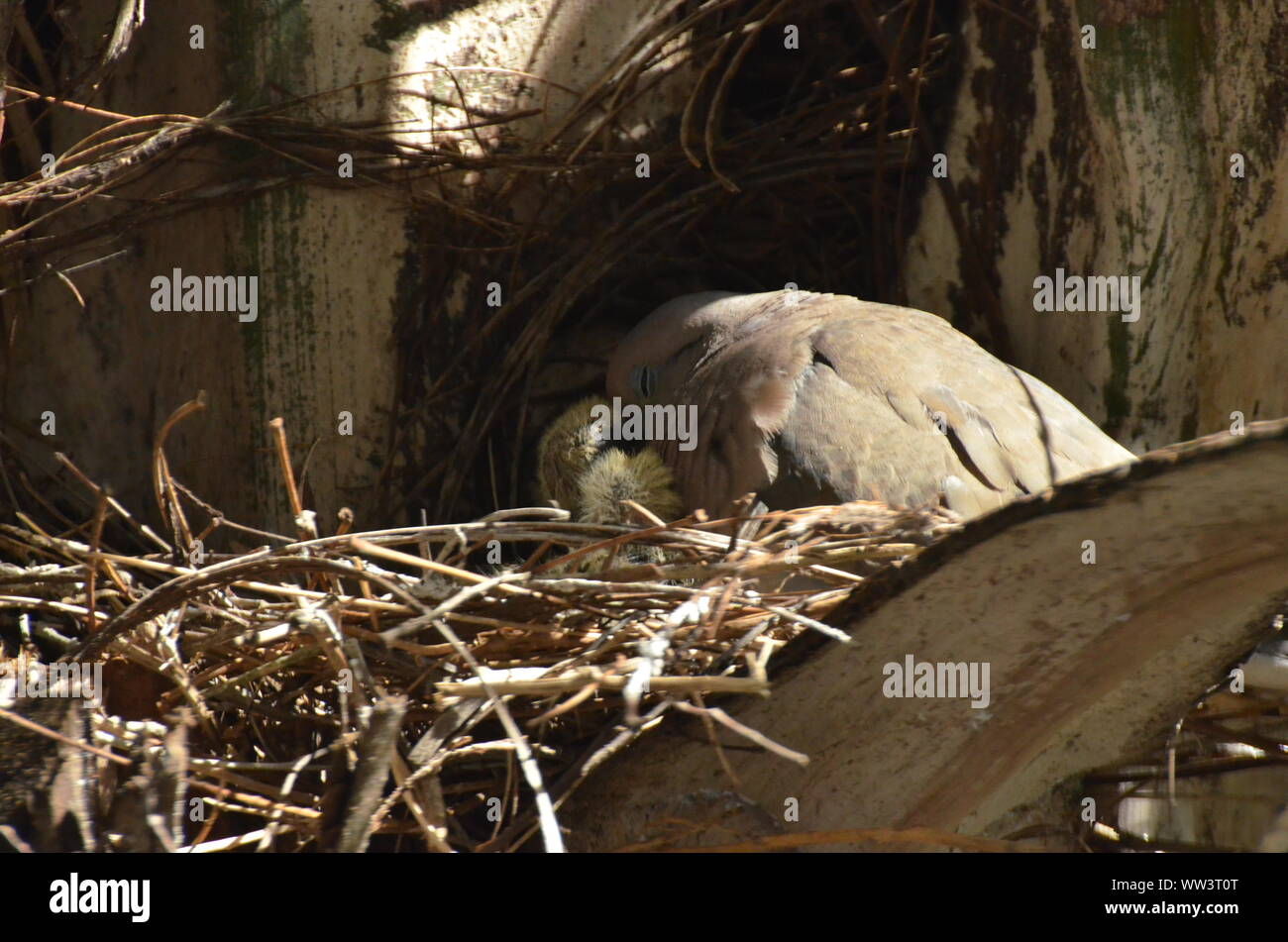 Bird nurturing and feeding baby birds Stock Photo Alamy