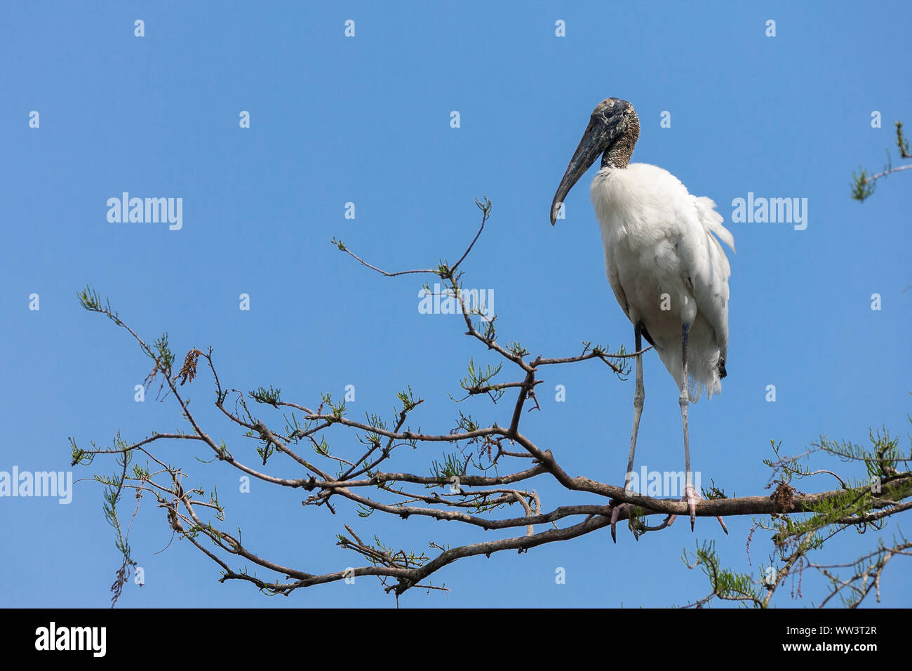 Florida wood stork hi-res stock photography and images - Alamy