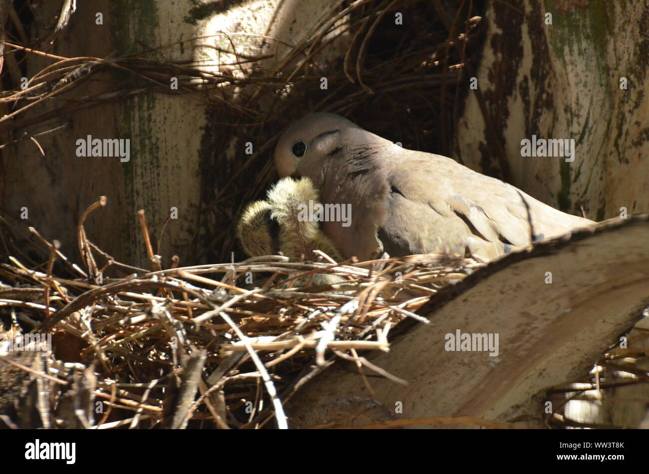 Bird nurturing and feeding baby birds Stock Photo Alamy