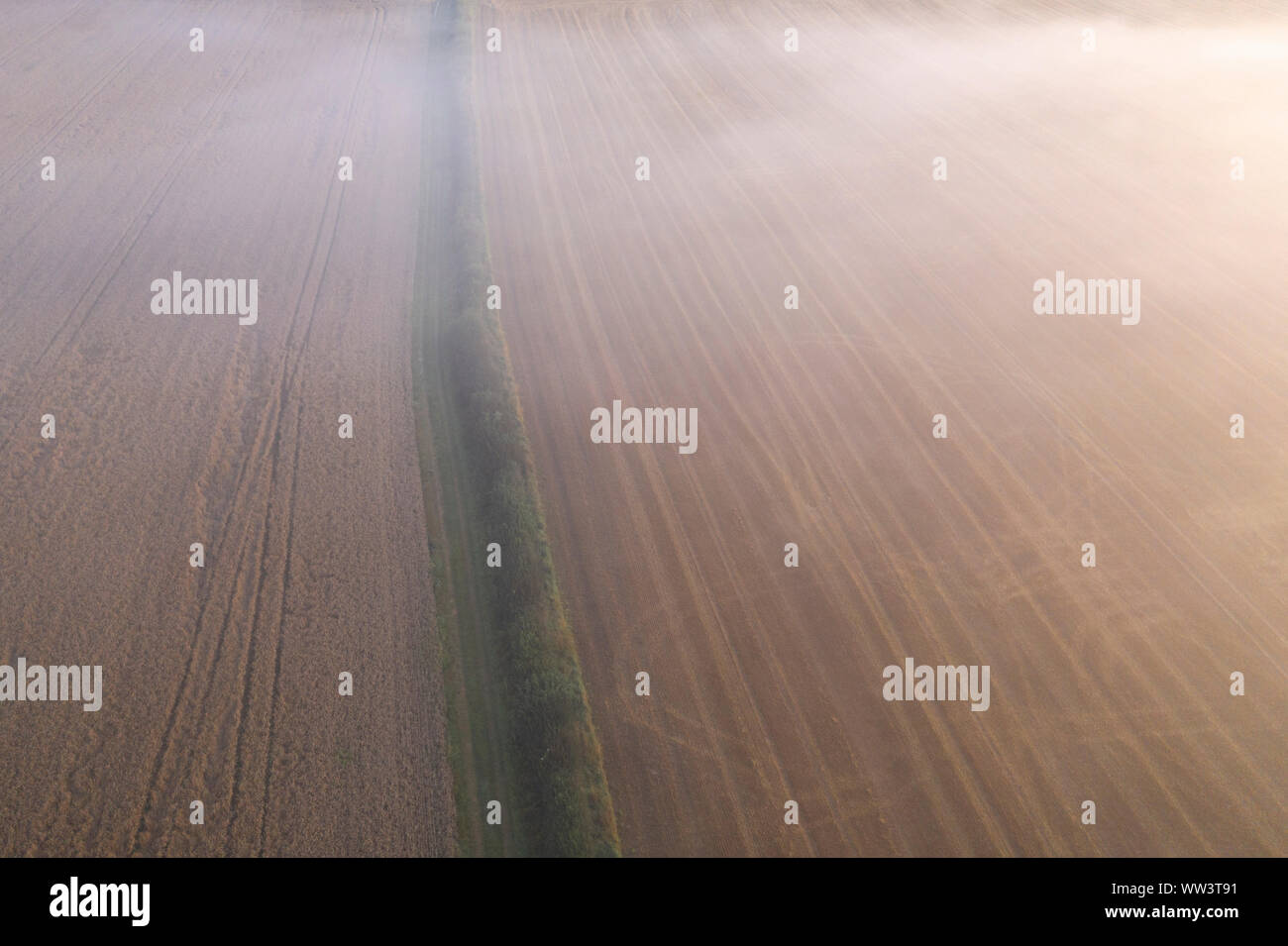 Drone shoot above coat of mist over ripe grain fields at sunrise. Shropshire in United Kingdom Stock Photo