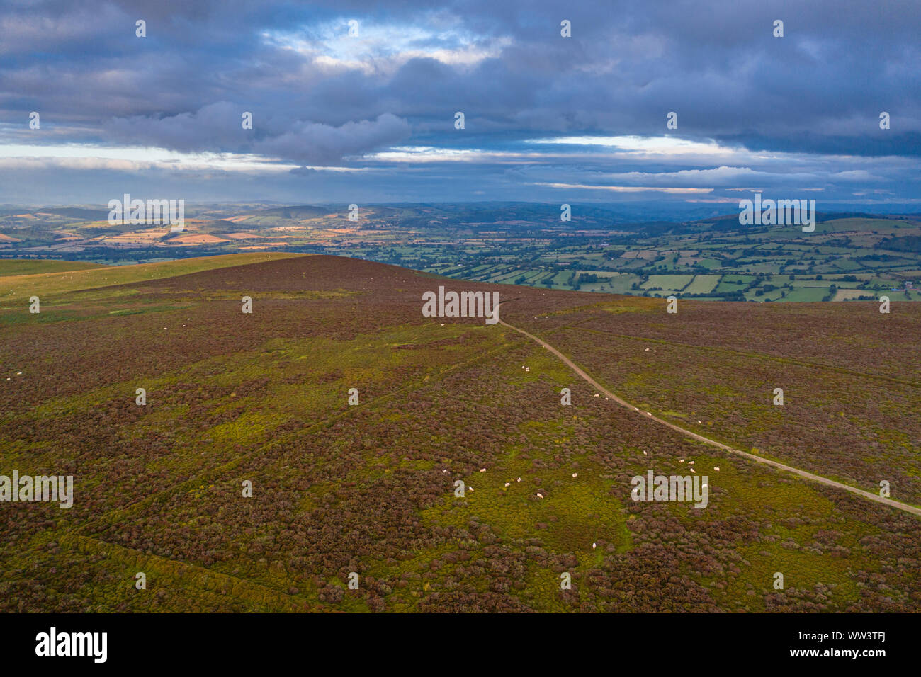 Aerial vie over upland ridge with grazing sheep at sunrise in Shropshire, UK Stock Photo