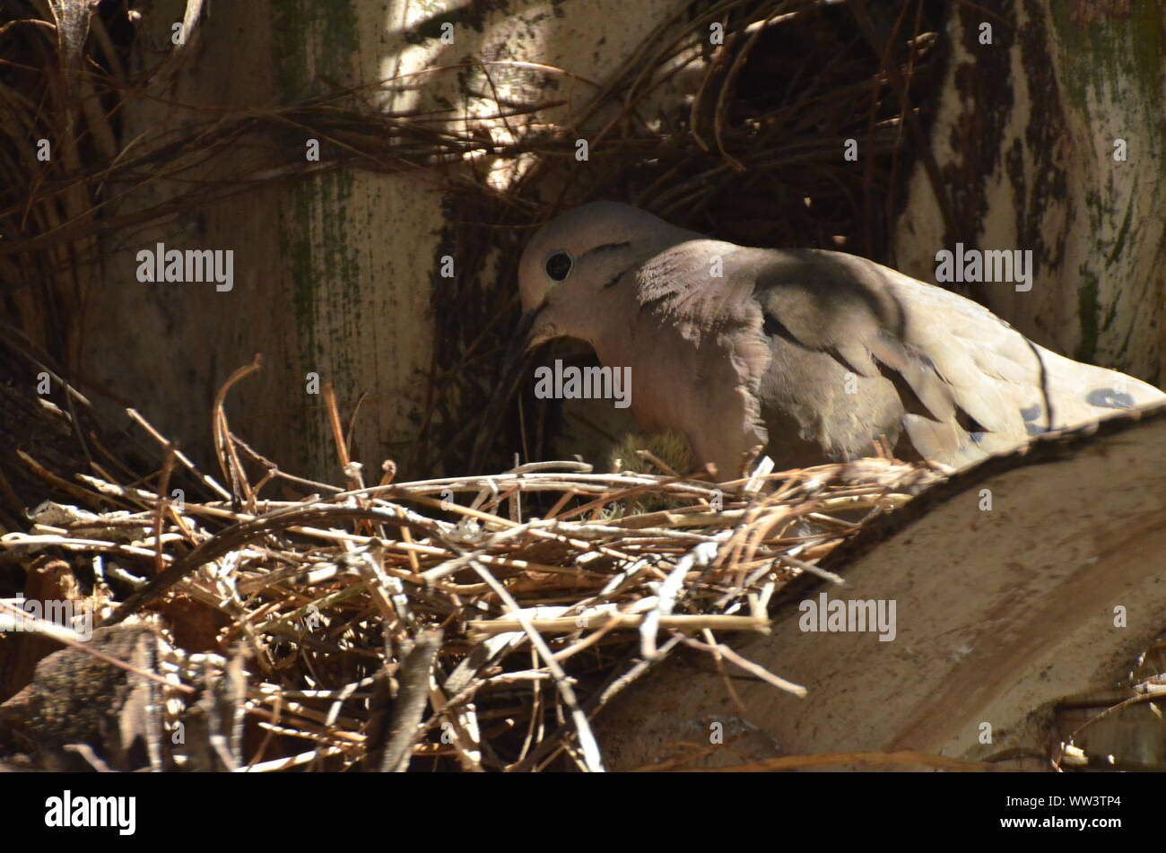 Bird nurturing and feeding baby birds Stock Photo Alamy