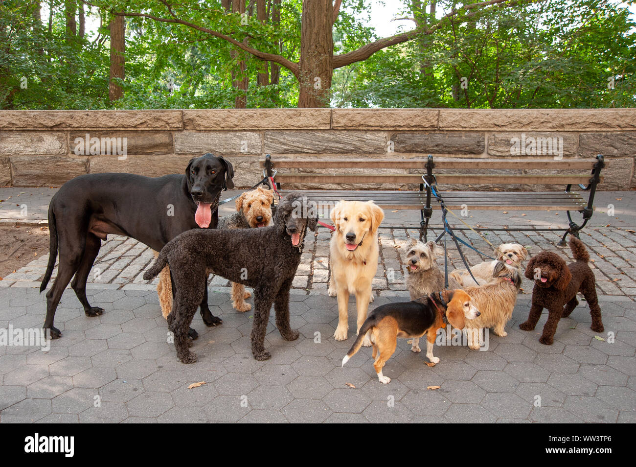 Different dog breeds being walked on the Upper West Side, New York City, USA Stock Photo