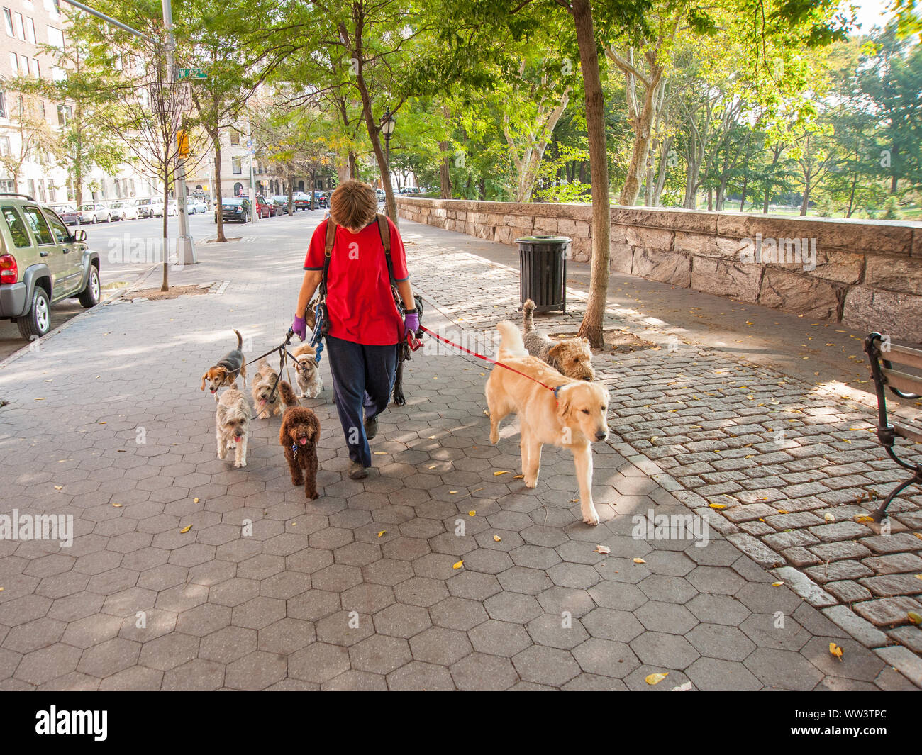 Dog walkers usa hires stock photography and images Alamy