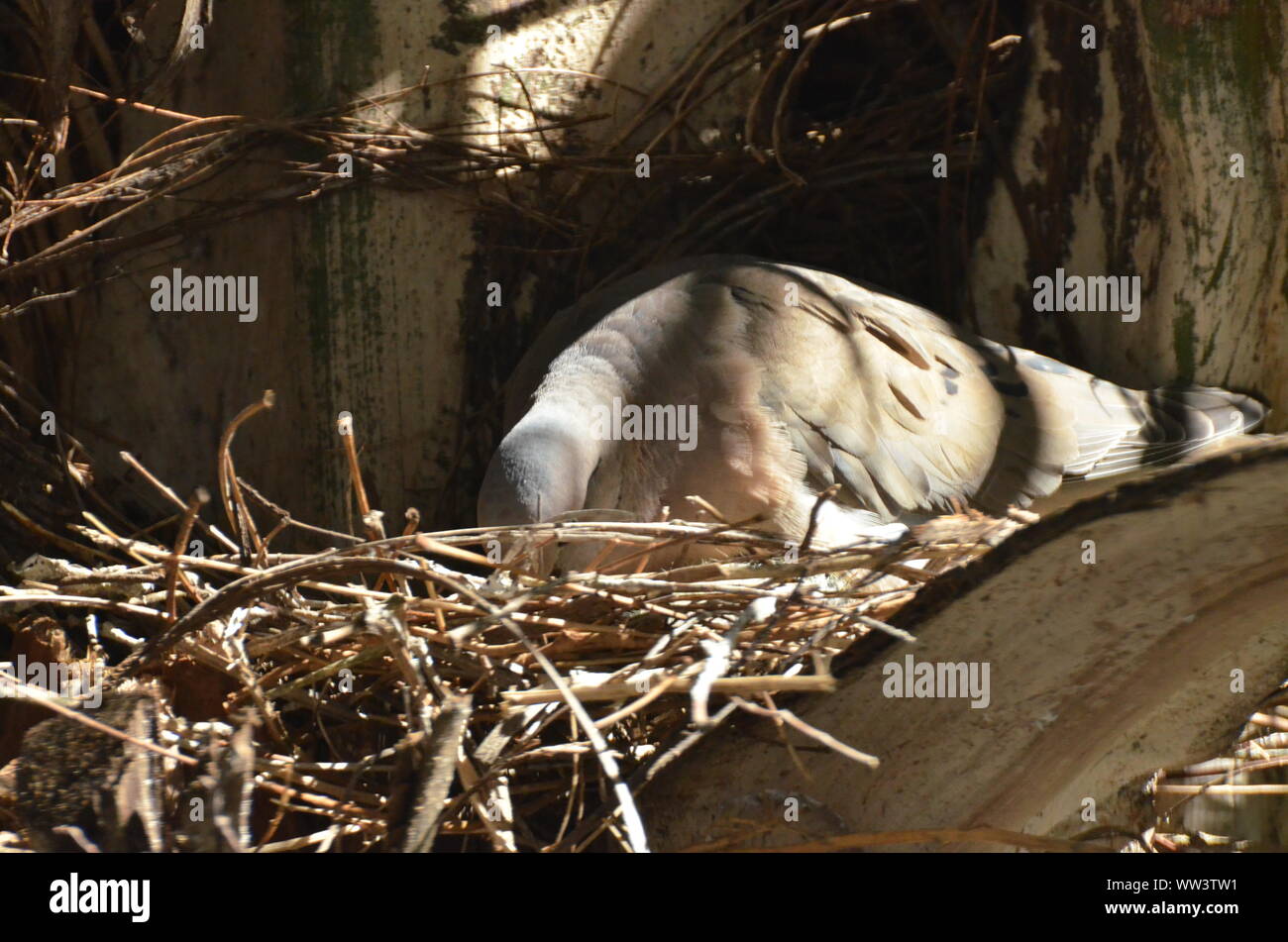 Bird nurturing and feeding baby birds Stock Photo Alamy