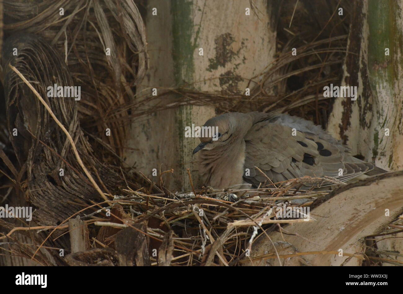 Bird nurturing and feeding baby birds Stock Photo Alamy
