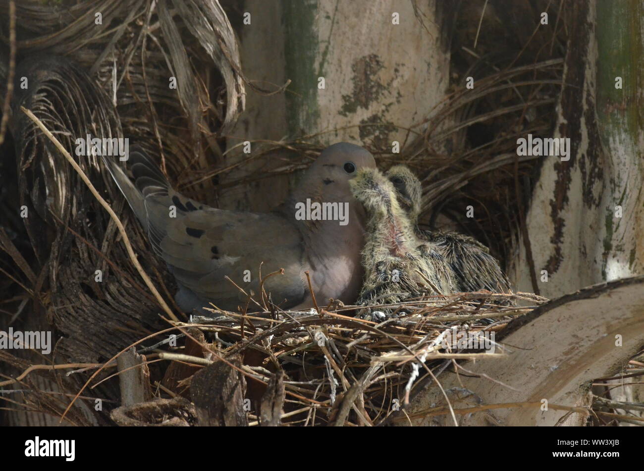 Bird nurturing and feeding baby birds Stock Photo Alamy