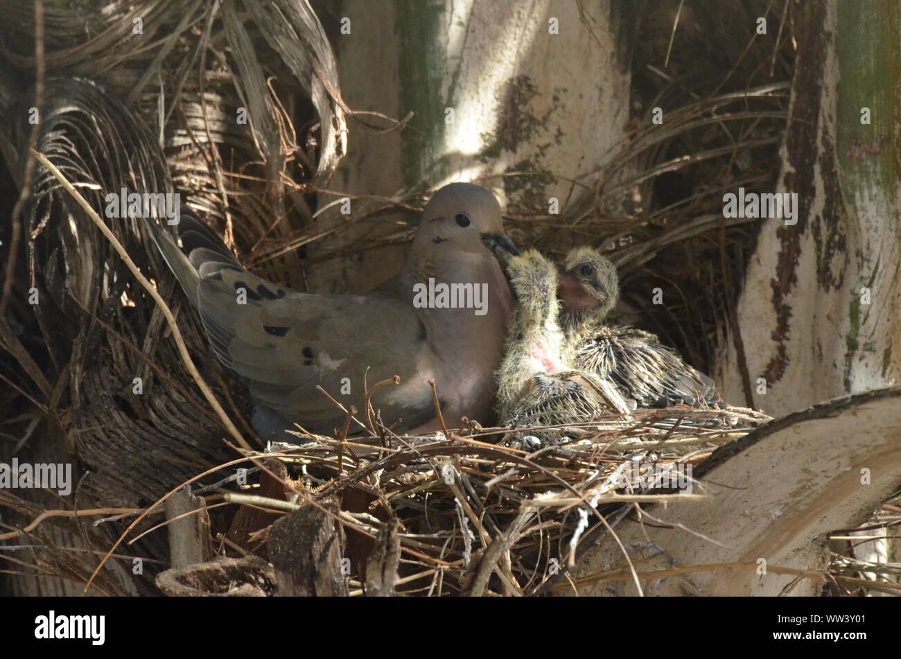 Bird nurturing and feeding baby birds Stock Photo Alamy
