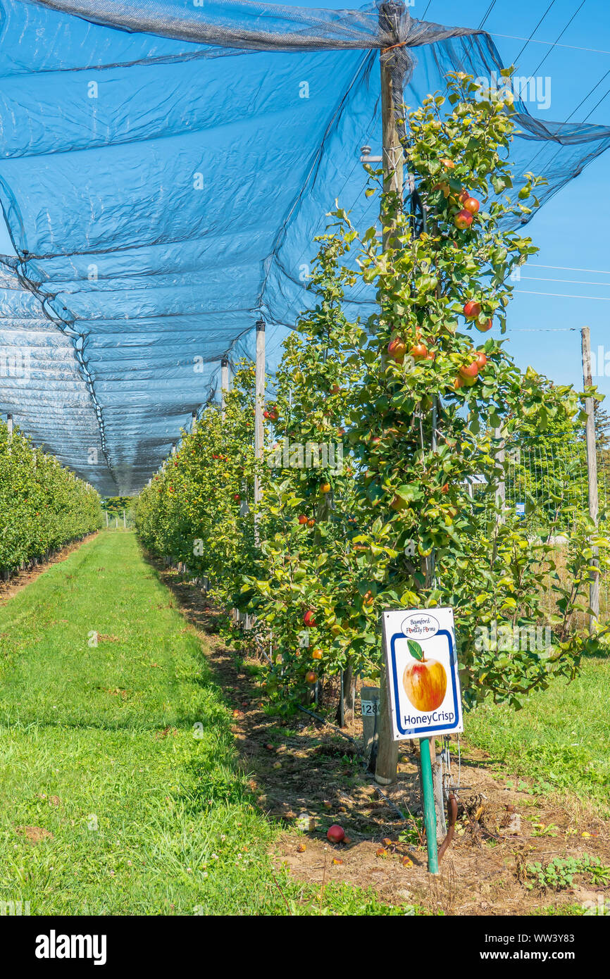 Large scale commercial apple orchard in the Blue Mountain region of Ontario Canada. Stock Photo