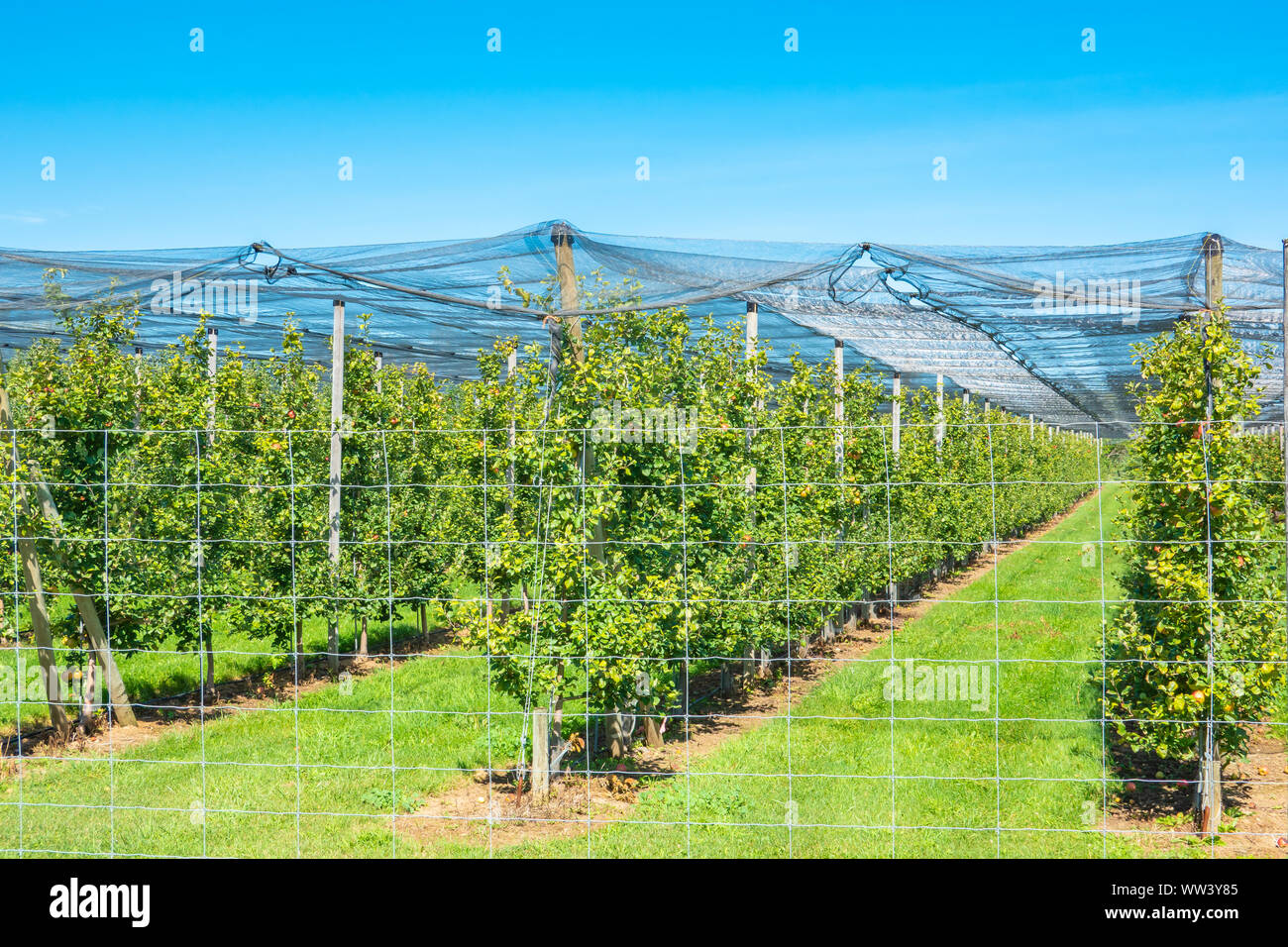 Large scale apple orchard located in the Blue Mountain region of Ontario Canada. Stock Photo