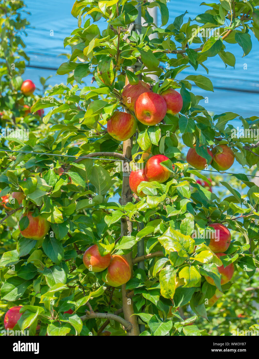 Ripe honey crisp apples on the tree ready for picking in the Blue 