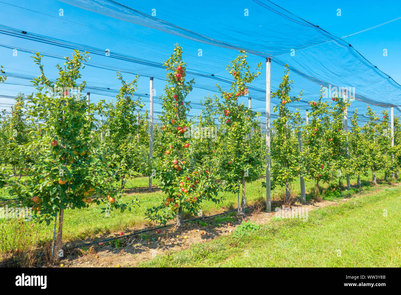 Large scale commercial apple farm in the Blue Mountain Region of Ontaria. Stock Photo