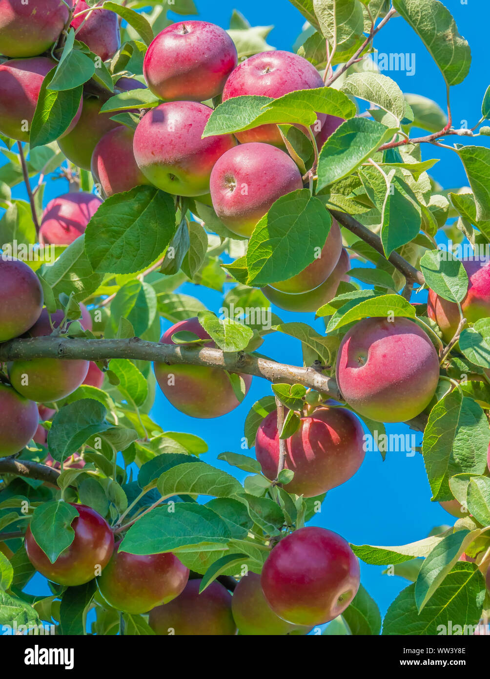 Ripe McIntosh apples on the tree.  This variety is the national apple of Canada. Stock Photo