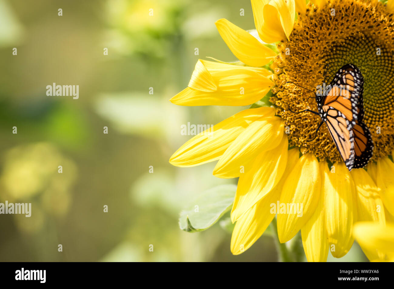Monarch Butterfly, Danaus plexippus, on bright yellow sunflower on a sunny summer morning Stock Photo