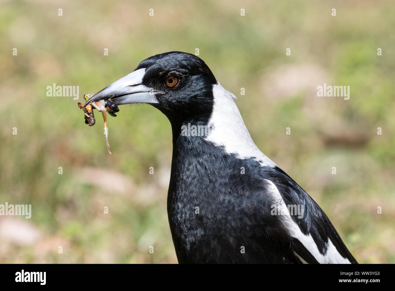Australian Magpie collecting food for young Stock Photo Alamy