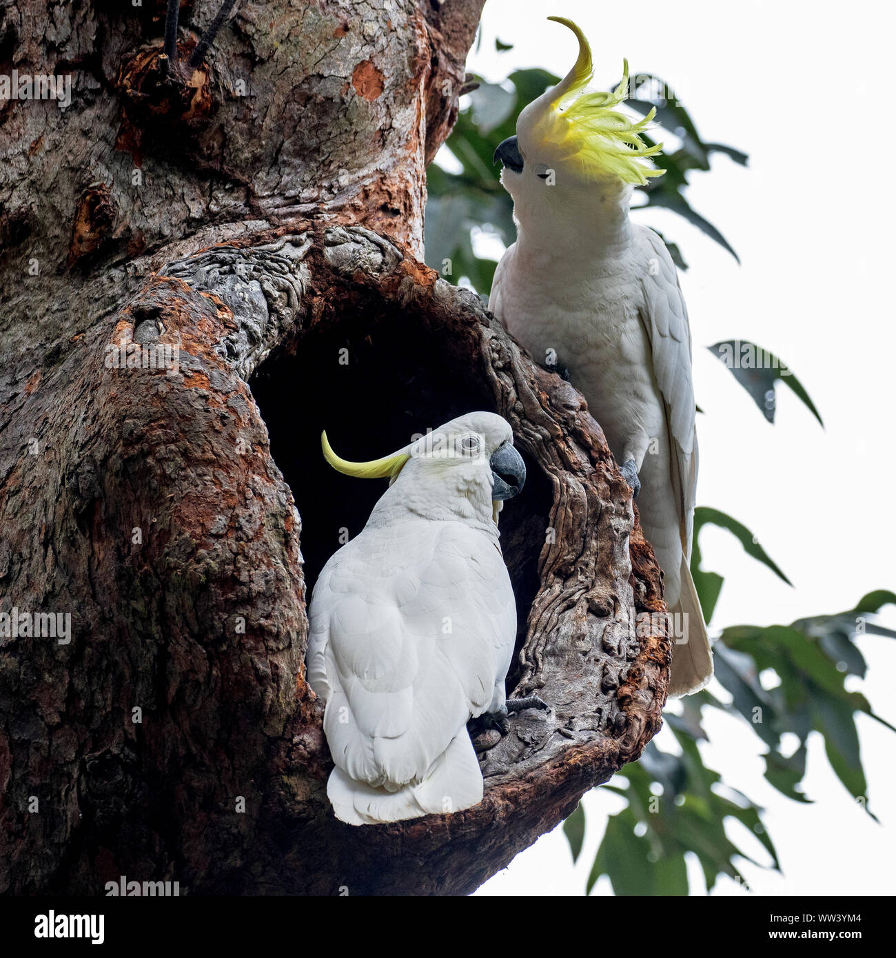 Sulphurcrested Cockatoo pair at nest Stock Photo Alamy