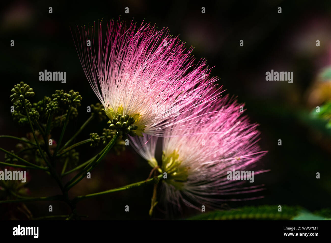 pink-albizia-julibrissin-close-up-in-early-summer-stock-photo-alamy