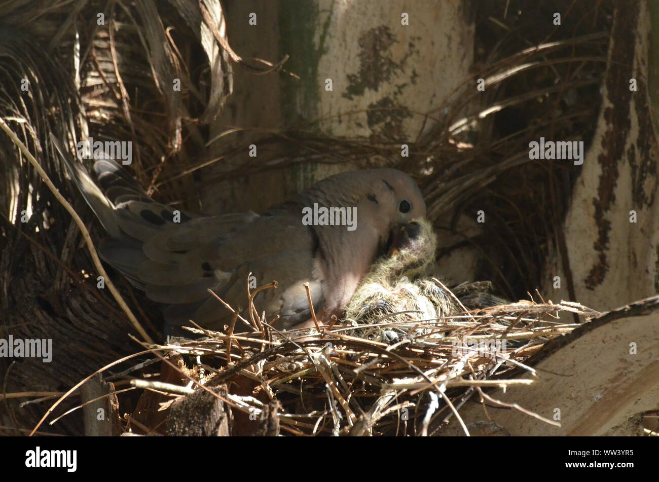 Bird nurturing and feeding baby birds Stock Photo Alamy