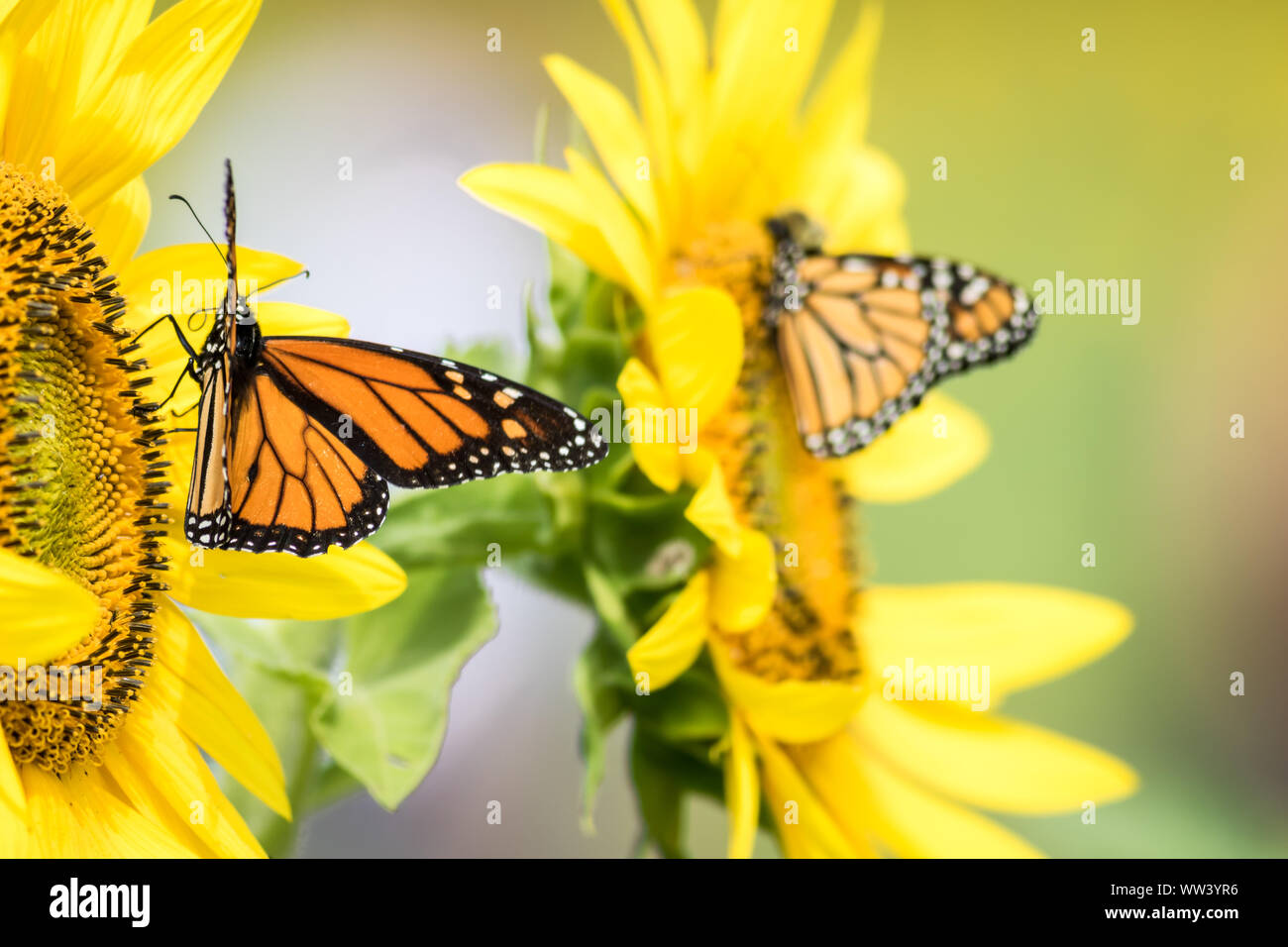 Monarch Butterfly Flower High Resolution Stock Photography and Images