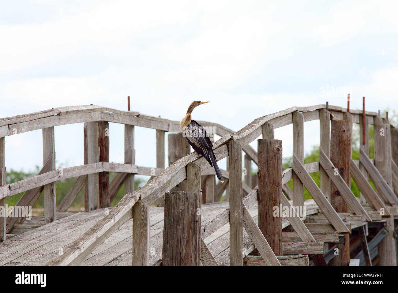 An old wooden footbridge over the Tamiami Canal near Coopertown by U.S. Route 41, (Tamiami Trail), Florida. The bird on the bridge is an Anhinga. Stock Photo