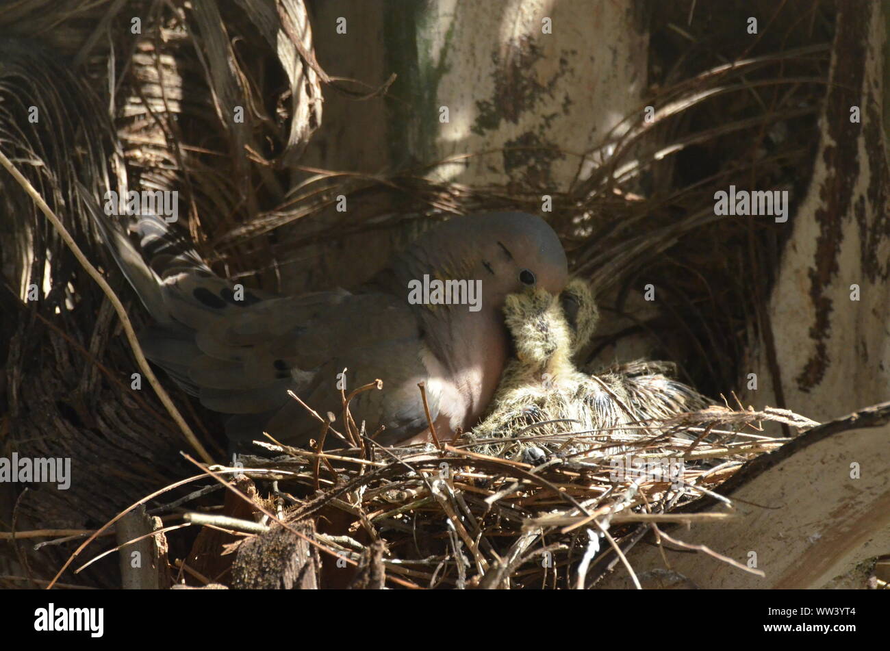 Bird nurturing and feeding baby birds Stock Photo Alamy