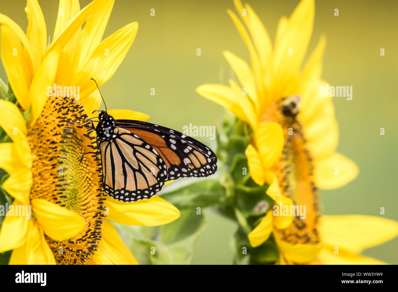 Monarch Butterfly, Danaus plexippus, on bright yellow sunflower on a ...