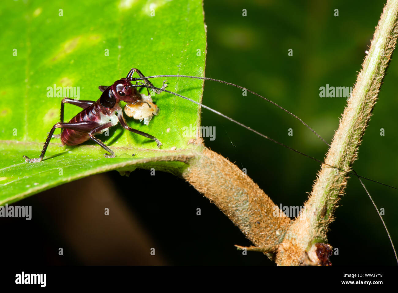 Ground insect hi-res stock photography and images - Alamy