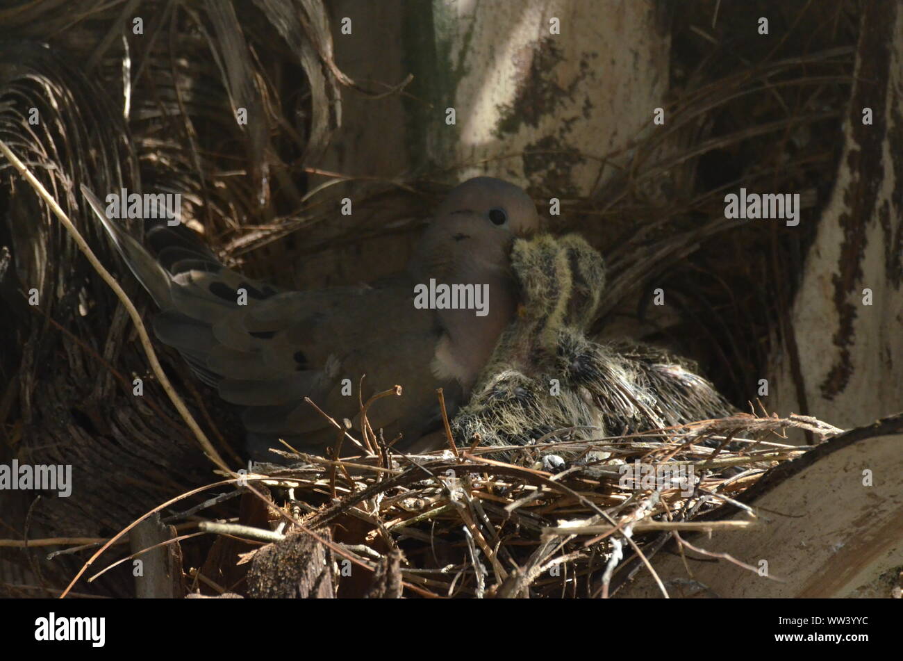 Bird nurturing and feeding baby birds Stock Photo Alamy