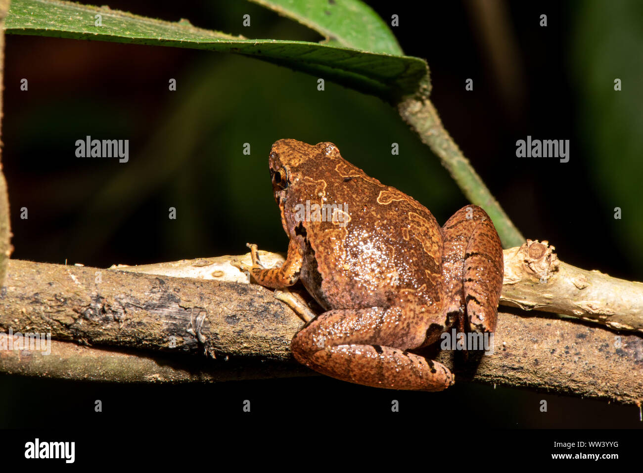 Borneo narrow-mouth frog - Microhyla borneensis Stock Photo