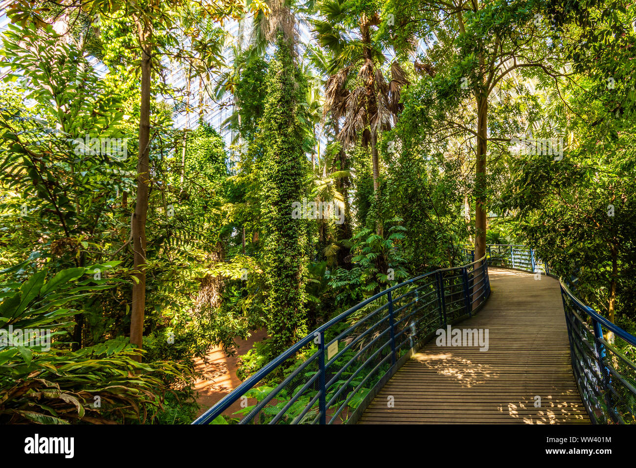 A Walkway through a Tropical Rainforest. Stock Photo