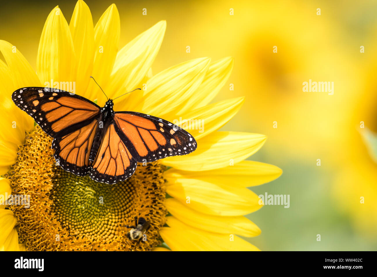 Monarch Butterfly, Danaus plexippus, on bright yellow sunflower on a ...