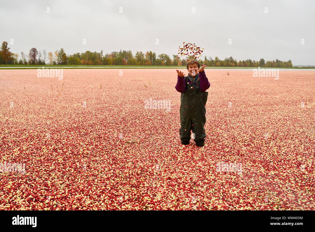 Laughing woman in waders tossing cranberries in air surrounded by millions of red cranberries floating on surface, Wisconsin Rapids, Wisconsin, USA Stock Photo