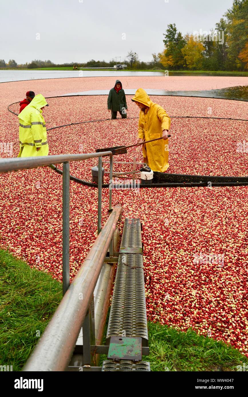 Farmers in rain jackets harvesting red cranberries floating on surface, during rain showers, in fall, on farm outside Wisconsin Rapids, Wisconsin, USA Stock Photo