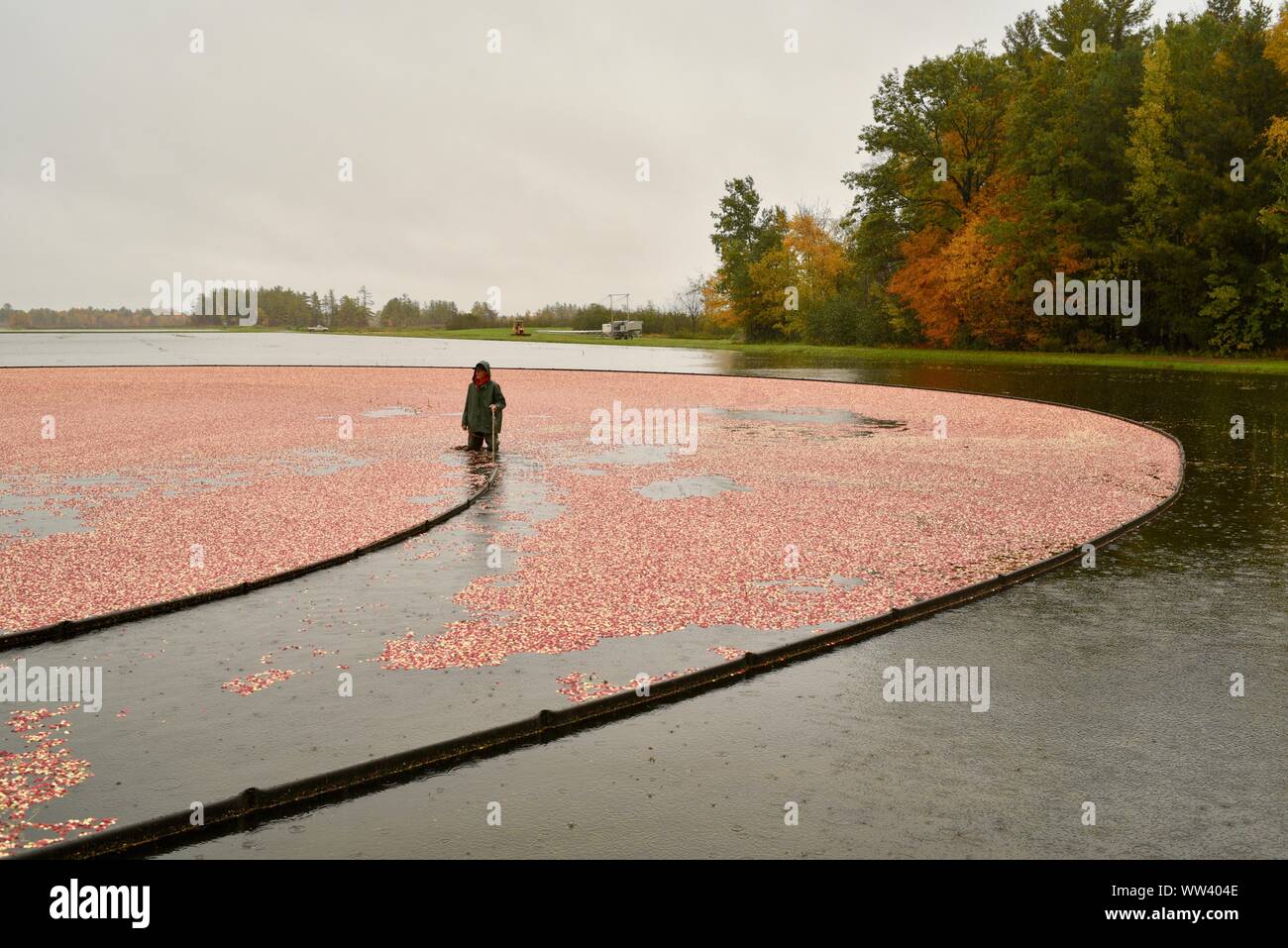 Farmers in rain jackets harvesting red cranberries floating on surface, during rain showers, in fall, on farm outside Wisconsin Rapids, Wisconsin, USA Stock Photo