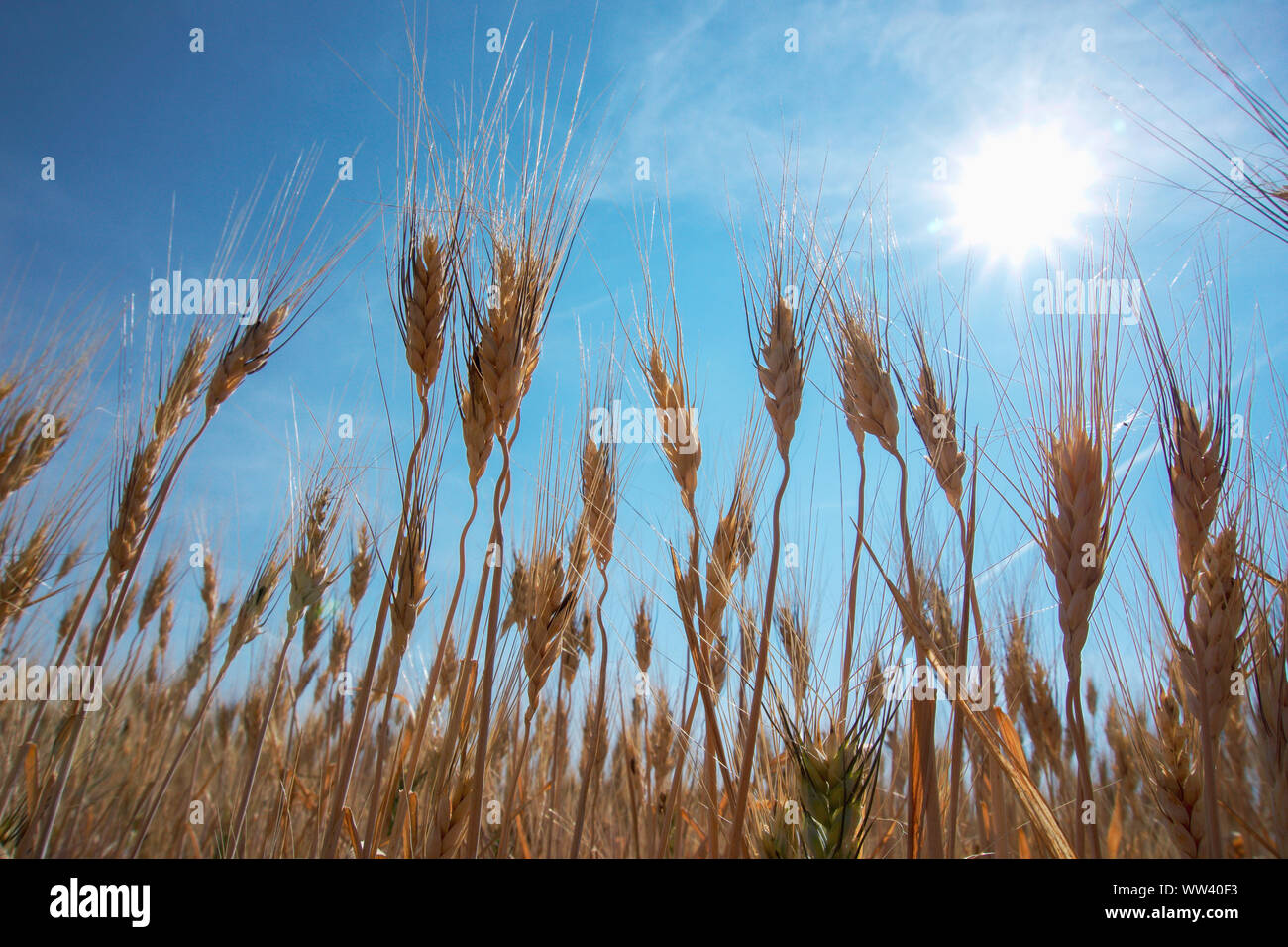 Harvest ready grains in an agricultural field in Southern Canada with blue sky and sun in the background Stock Photo