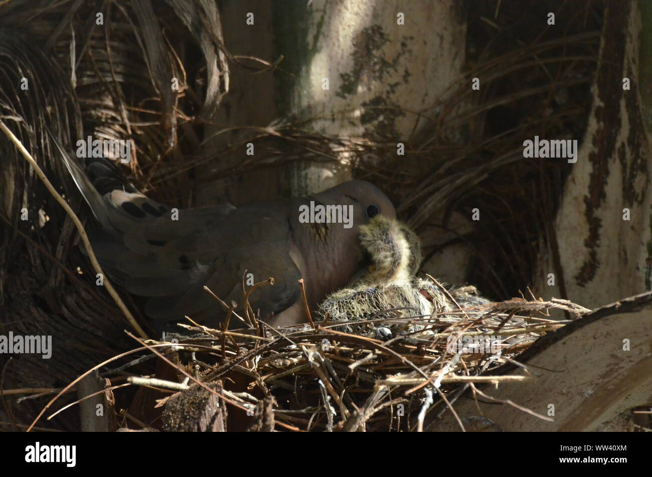 Bird nurturing and feeding baby birds on their nest Stock Photo - Alamy