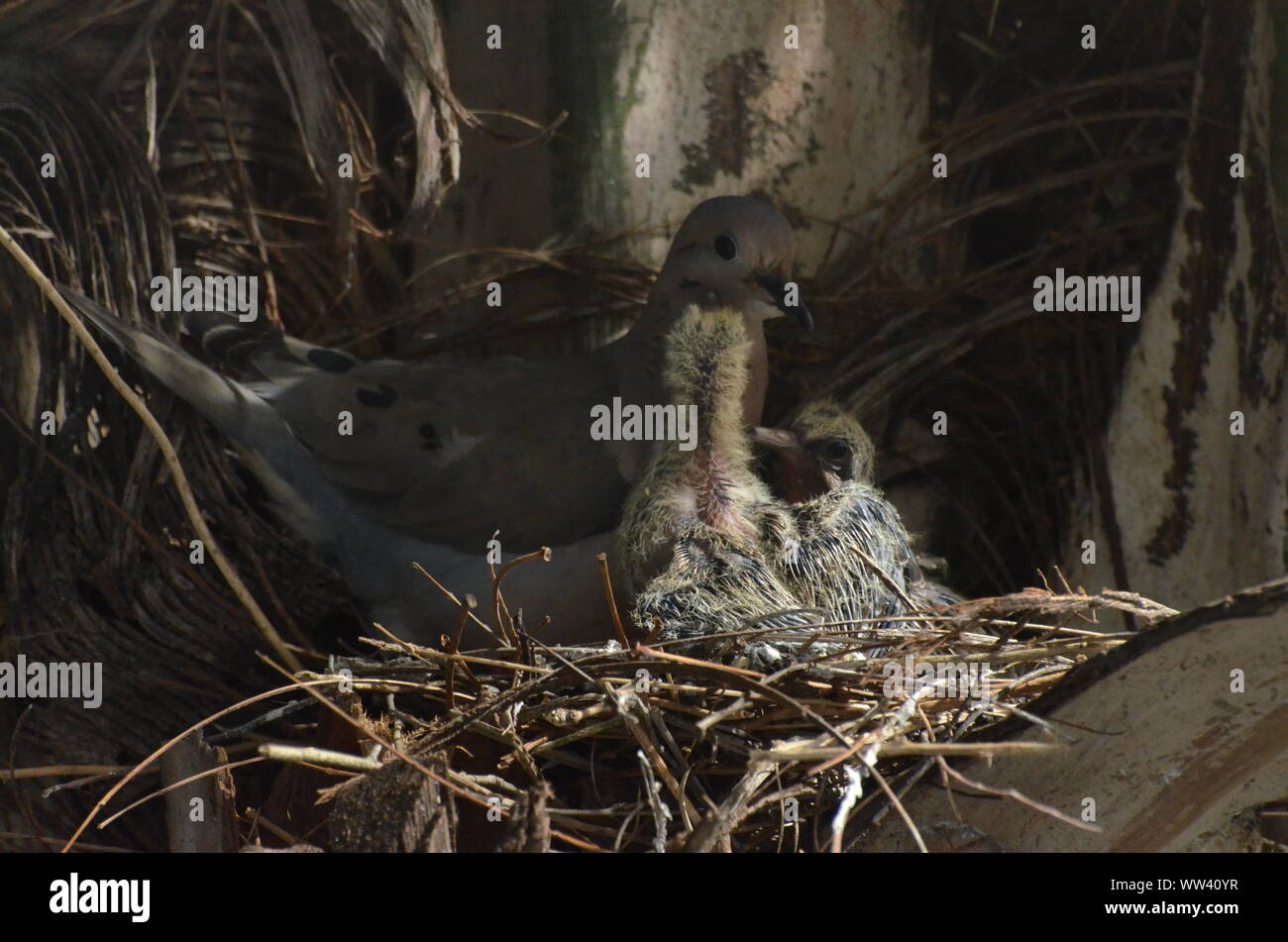 Bird nurturing and feeding baby birds on their nest Stock Photo - Alamy