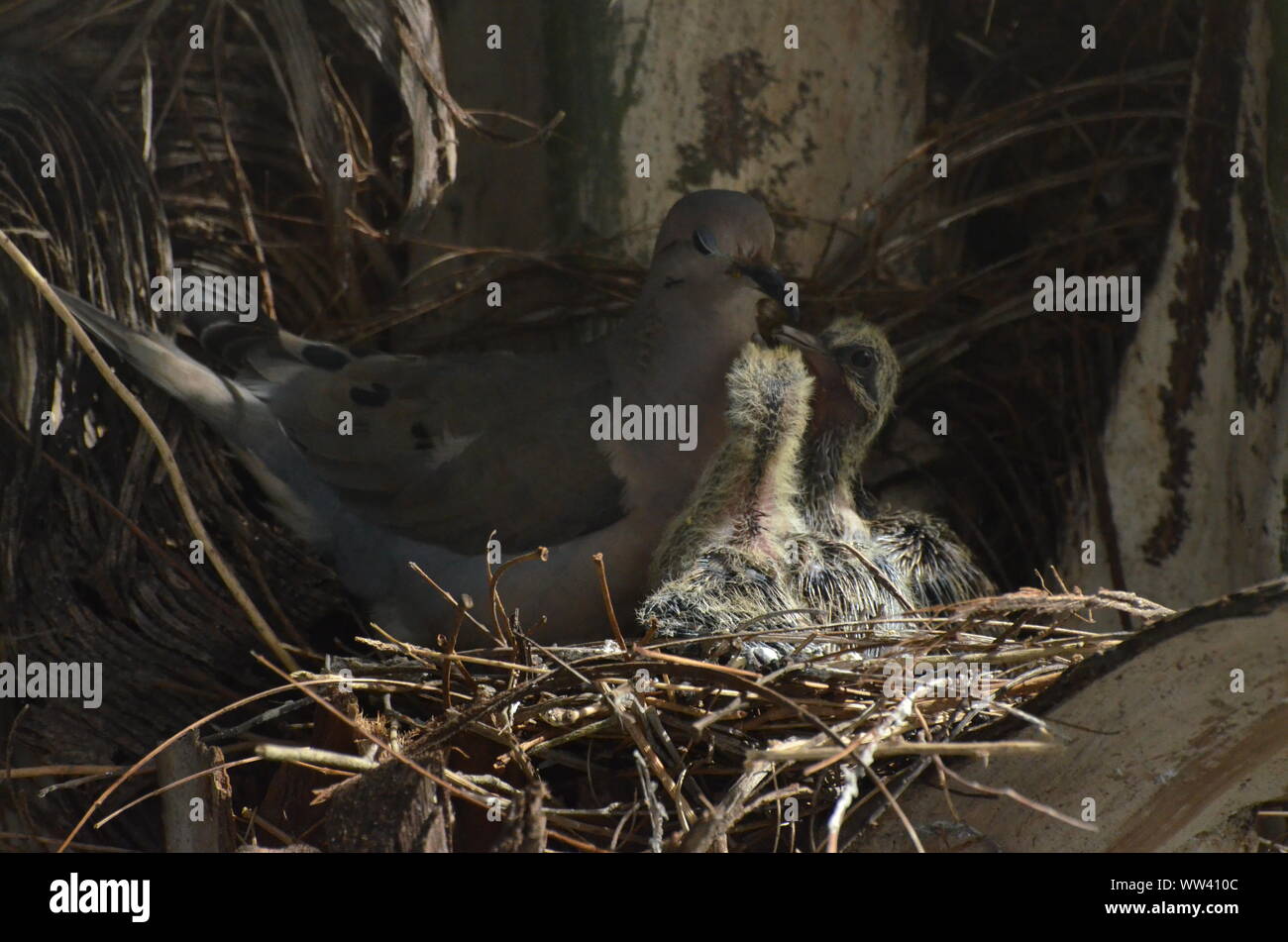 Bird nurturing and feeding baby birds on their nest Stock Photo Alamy