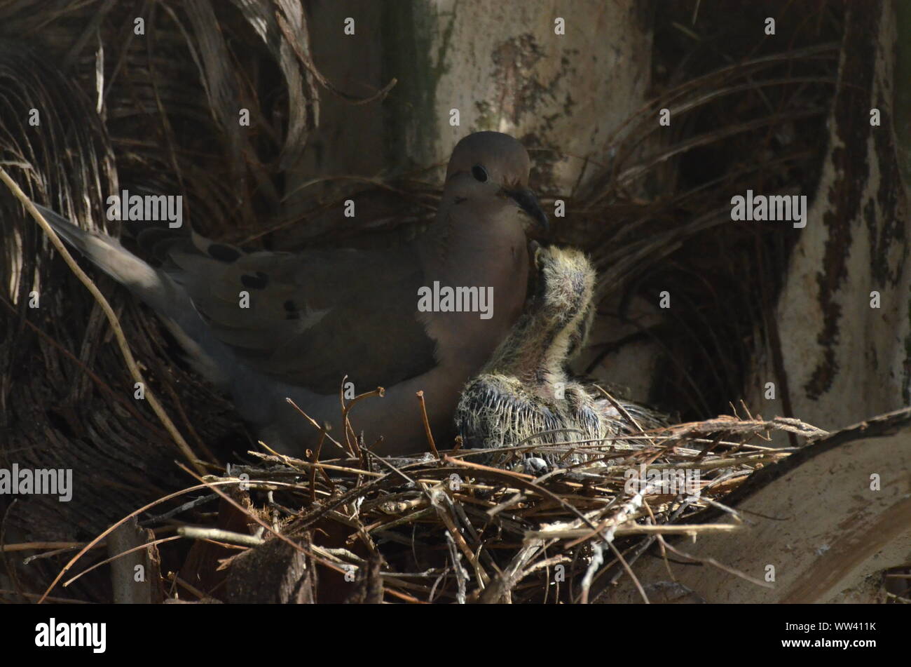 Bird nurturing and feeding baby birds on their nest Stock Photo - Alamy