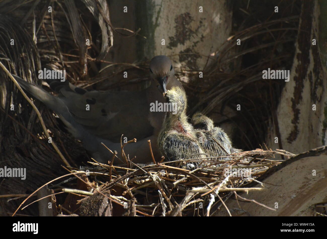 Bird nurturing and feeding baby birds on their nest Stock Photo - Alamy