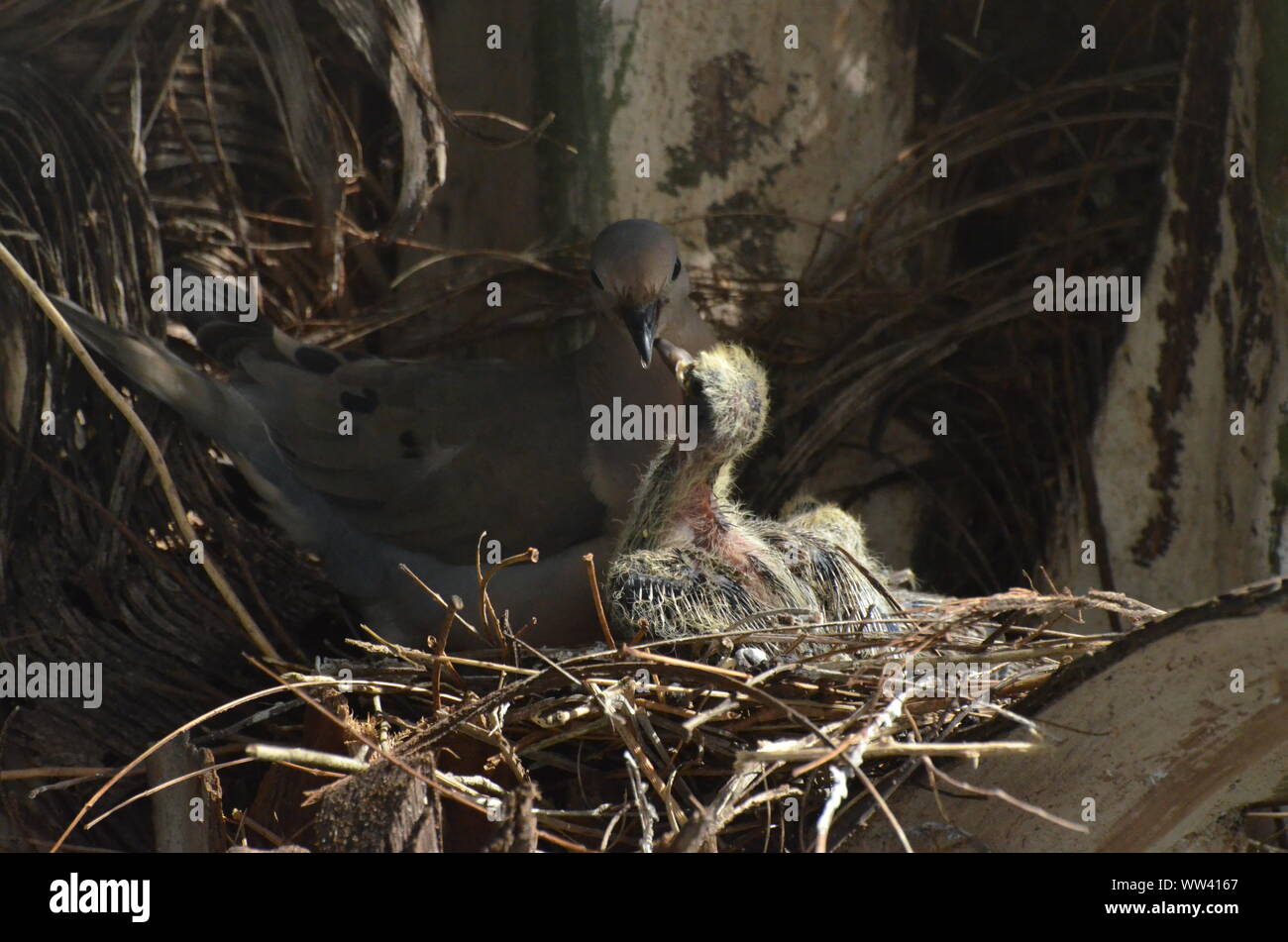 Bird nurturing and feeding baby birds on their nest Stock Photo - Alamy