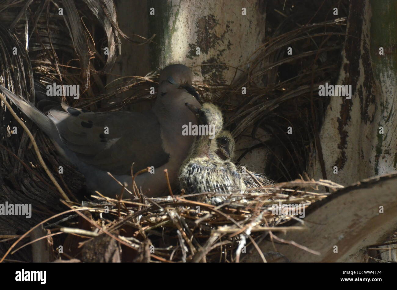 Bird nurturing and feeding baby birds on their nest Stock Photo - Alamy