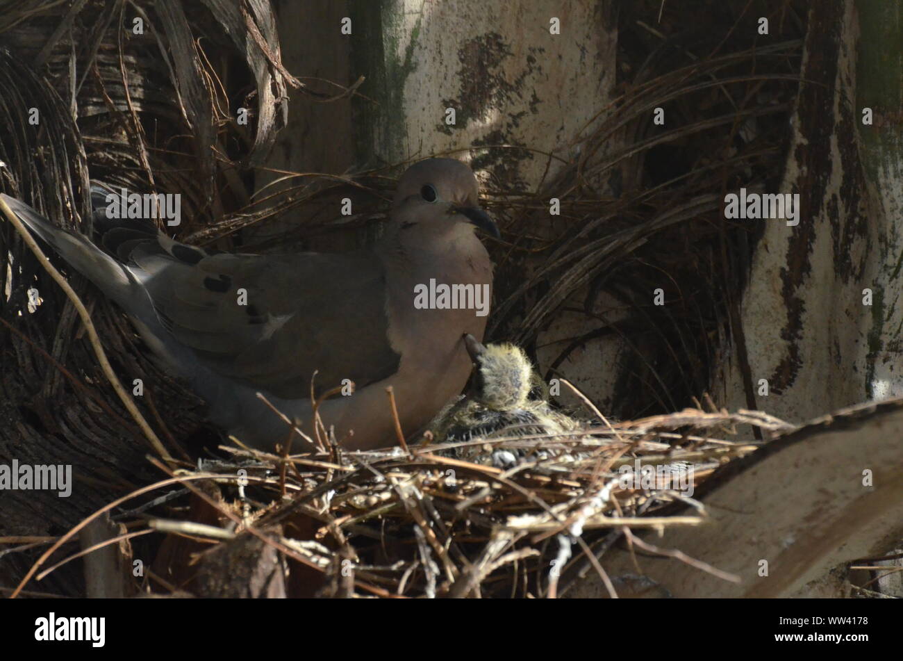 Bird nurturing and feeding baby birds on their nest Stock Photo - Alamy