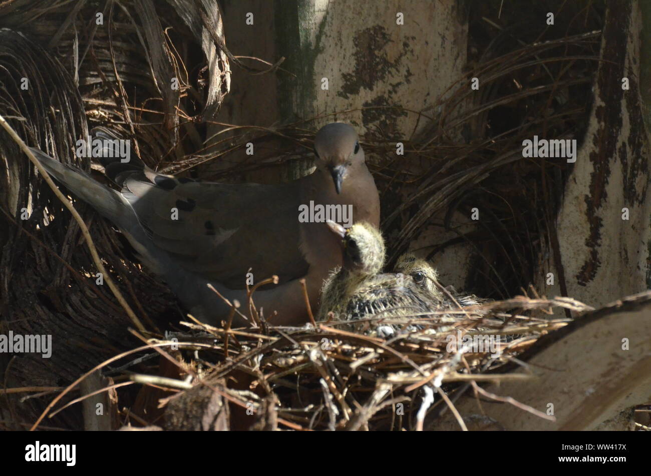 Bird nurturing and feeding baby birds on their nest Stock Photo - Alamy