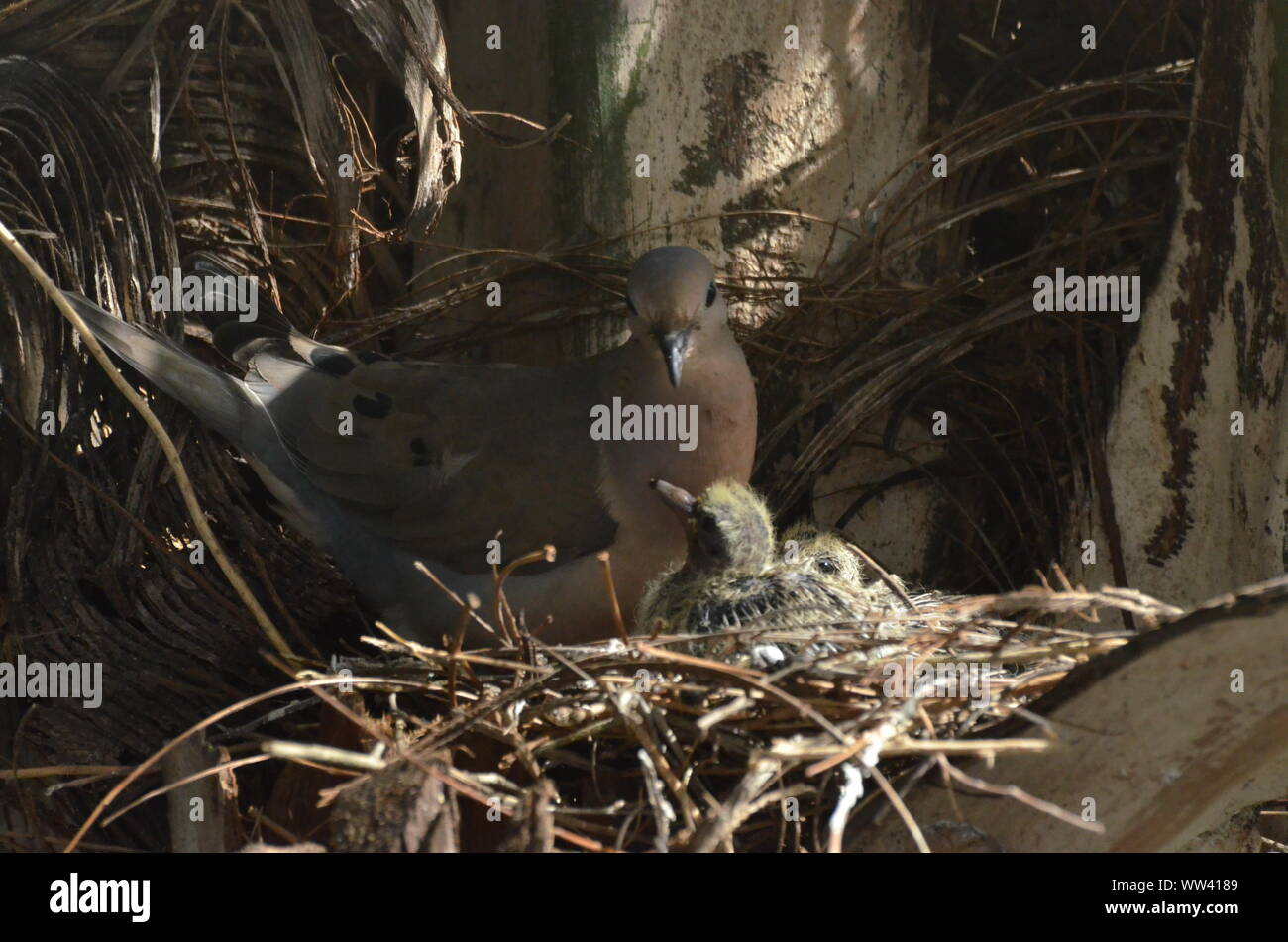 Bird nurturing and feeding baby birds on their nest Stock Photo - Alamy