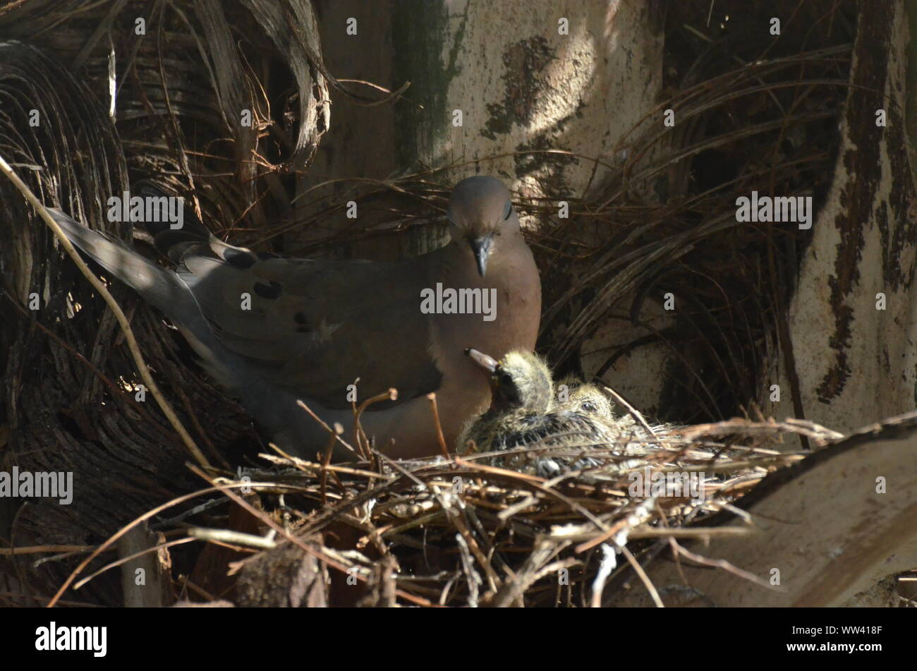 Bird nurturing and feeding baby birds on their nest Stock Photo Alamy