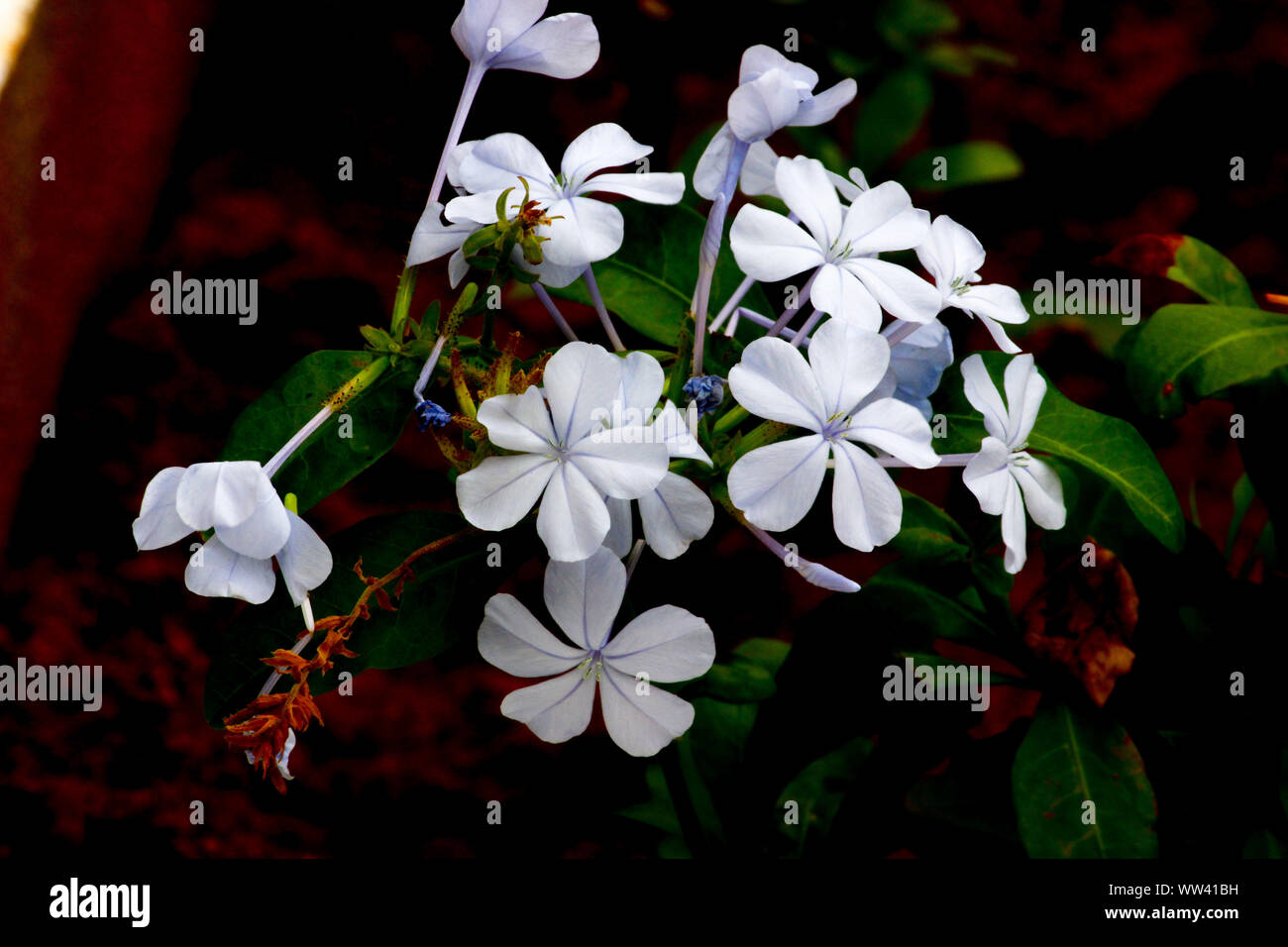WHITE COLOUR FLOWERS Stock Photo Alamy